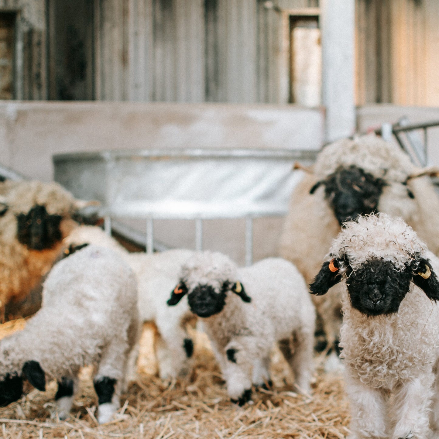 BLACKLION Vodka (200ml)